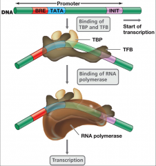 -the
promoter for a gene in Archaea is similar to eukaryote promoters
-TBP and TFB bind to DNA
-RNA polymerase bind to promoter region and begins transcription
-










No
introns in prokaryote genes.





