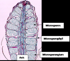 MicrosporesMicrosporophyll
Axis
Microsporangium