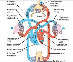 Pump is the heart, pumps blood to the arterial system, which branches into the capillaries where transfer of materials occurs. Capillaries fuse back into venous system which brings blood back to the heart.