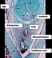 EggsProthallus
Archegonium
Neck
Megasporangium
Ovuliferous scale