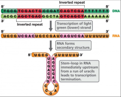 -Instability
of the temporary A:U base pair between the adenines in the DNA template and the
uracil’s in the RNA transcript causes RNA polymerase to pause and transcription
to terminate