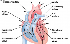2 separate pumps, on the left and on the right. Each of these controls a separate circulation. Right pump circulates the blood for oxygenation, the left sends blood through the rest of the body. Blood leaves the heart through the aorta. Blood is s...