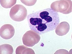 - Neutrophilic granules do not stain w/ either basic or acidic dyes
- Similar to color of erythrocyte cytoplasm