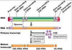 •several genes co-transcribed 
•encode proteins or rRNA that
are used together






•operons
are only found in bacteria and archaea
•operons
are found in chloroplast and mitochondrial genomes of eukaryotes