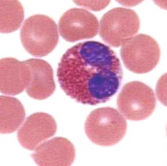 - 10-14 µm (larger than neutrophils)
- 0-7%
- Bi-lobed nucleus
- Reddish granules w/ darker red or orange cytoplasm