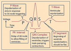 Pwave: depol of atria
PR interval: delay of av node to allow filling of ventricles
QRS complex: depol of ventricles
ST segment: beg of ventricle repol should be flat
T wave: ventricular repol