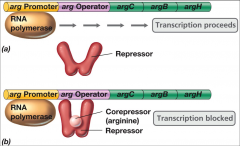 -in the absence of arginine, the repressor
is not bound to the operator
-in the presence of arginine, arginine
binds to the repressor allowing the repressor to bind to the operator to block
transcription