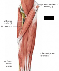 U: Flexorursprunget (epicondylus medialis)



F: lateralt på Radius



Fu: pronation, flexion i armbågen



I: N. Medianus