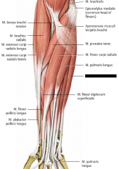U: Flexorursprunget (epicondylus medialis)


F: Os pisiforme. Bildar två ligament som går till Os hamatum och Os metacarpi 5


Fu: flexion och ulnardeviation i Art. Radiocarpalis, flexion av armbågen


I: N. Ulnaris