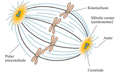 The spindle pole bodies lie outside the nucleus 
 The nuclear membrane must breakdown early inmitosis so that the spindle has access to thechromosomes.