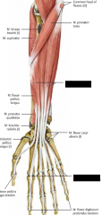 U: Flexorursprunget (epicondylus medialis), ventralt/proximalt på Radius


F: fyra senor -  två skänklar ventralt på alla 4 Os phalangealis medialis



Fu: flexion av fingrar och av alla leder den passerar



I: N. Medianus