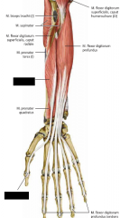 U: ventralt på Radius och Membrana Interossea


F: Os phalangealis distalis 1


Fu: flexion i tummens leder och palmarflexion i Art. Radiocarpalis


I. N. Medianus