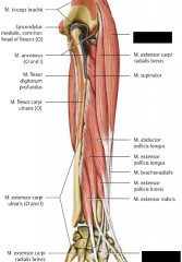 U: lateralt på Humerus, ovanför armbågen


F: Os metacarpi 2


Fu: extension och radialdeviation i Art. Radiocarpalis, flexion av armbågen


I: N. Radialis