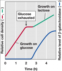 •repression by catabolite
instead of repressor protein 
•“glucose effect” 
•Diauxic
growth
