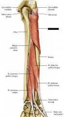 U: Epicondylus lateralis, övre Ulna, Lig. Anulare


F: proximala tredjedelen av Radius

Fu: supination


I: N. Radialis