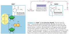 how NAD+ traps electrons from organic molecules