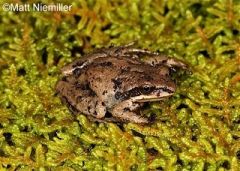 Upland Chorus Frog