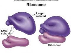 ribosomes 