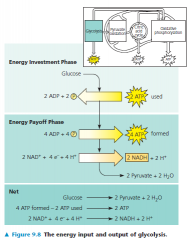 • During the energy investment phase, the cell actually spends ATP
• This investment is repaid with interest during the energy payoff phase, when ATP is produced by substrate-level phosphorylation and NAD+ is reduced to NADH by electrons rele...
