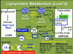 TG synthesized in liver >> w/ help of apoB100, packaged to VLDL & secreted >> TG hydrolysed by CPL into FAs and glycerol >> IDL, which is removed by liver via apoE receptors OR >>  IDL loses apoEto become LDL w/ only one apoB100 protein >> LDL re...
