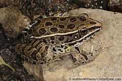 Plains Leopard Frog