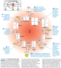 a closer look at the citric acid cycle