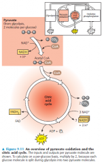 • The citric acid cycle functions as a metabolic furnace that oxidizes organic fuel derived from pyruvate
• Pyruvate is broken down to three CO2 molecules, including the molecule of CO2, released during the conversion of pyruvate to acetyl Co...