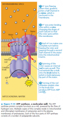 how the flow of H+ through ATP synthase powers ATP production