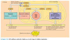 an accounting of ATP production by cellular respiration
