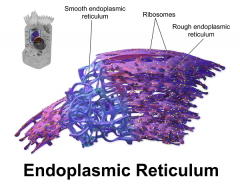 endoplasmic reticulum smoth