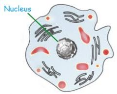 nucleus 
