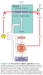 regulation of cellular respiration via feedback mechanisms