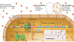 Signaling molecule (autoinducer) produced by the microbe and auto-induces the microbe. (vibrio produces acyl homoserine lactone) when it reaches a critical level, genes get turned on. 


LuxR(protein) a transcription factor that will bind to a pro...