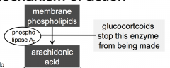 Glucocorticoids inhibit the production of phospholipase. 
