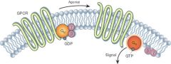 G-protein-coupled receptor: B-adrenergic receptor