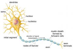 1) Cell body/Soma - Contains the Nucleus
2) 
