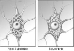 Nissl bodies - Concentrations of Rough ER responsible for making protiens needed by cell
Neurofibrils - bundles of actin filaments that support the cell