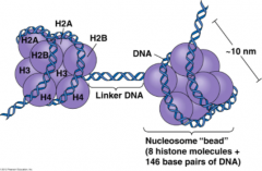 Condensed, chromatin form
- Negatively charged DNA loops twice around positively charged histone octamer to form nucleosome "bead"
- Linker DNA forms the string