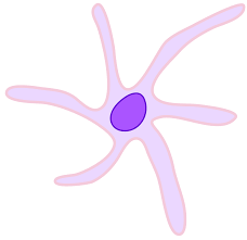 Dendritic Cell 