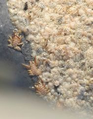 Whale lice


 