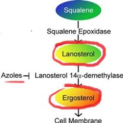 Clotrimazole, fluconazole, itraconazole, ketoconazole, miconazole, vorinconazole, isvuconazole

mechanism:
inhibits fungal sterol (ergotserol) synthesis by inhibiting the cytochrom P450 (14alpha demethylase) that converts lanosterol to ergosterol...