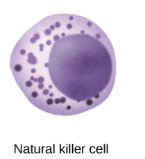 Natural Killer Cell 
