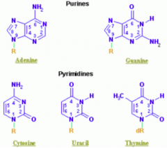 - Purines: A, G (2 rings) = PURe As Gold

- Pyrimidines: C, T, U (1 ring) = CUT the PY (pie)