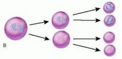 2 triploid zygote and 1 haploid zygote