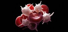 Thrombocytes
