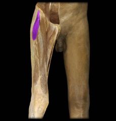 Anterior lateral hip