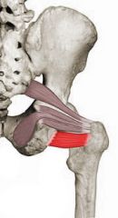 Posterior hip (red)