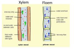 - xylem; cellrör
- floem; celler med perforerade mellanväggar "sil"