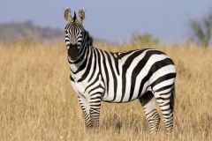 an African mammal related to the horse [n -s]
