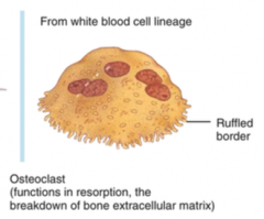 Osteoclasts are huge cells derived from the fusion of as many as 50 monocytes and are concentrated in the endosteum. On the side of the cell that faces the bone surface, the osteoclast’s plasma membrane is deeply folded into a ruffled border. He...